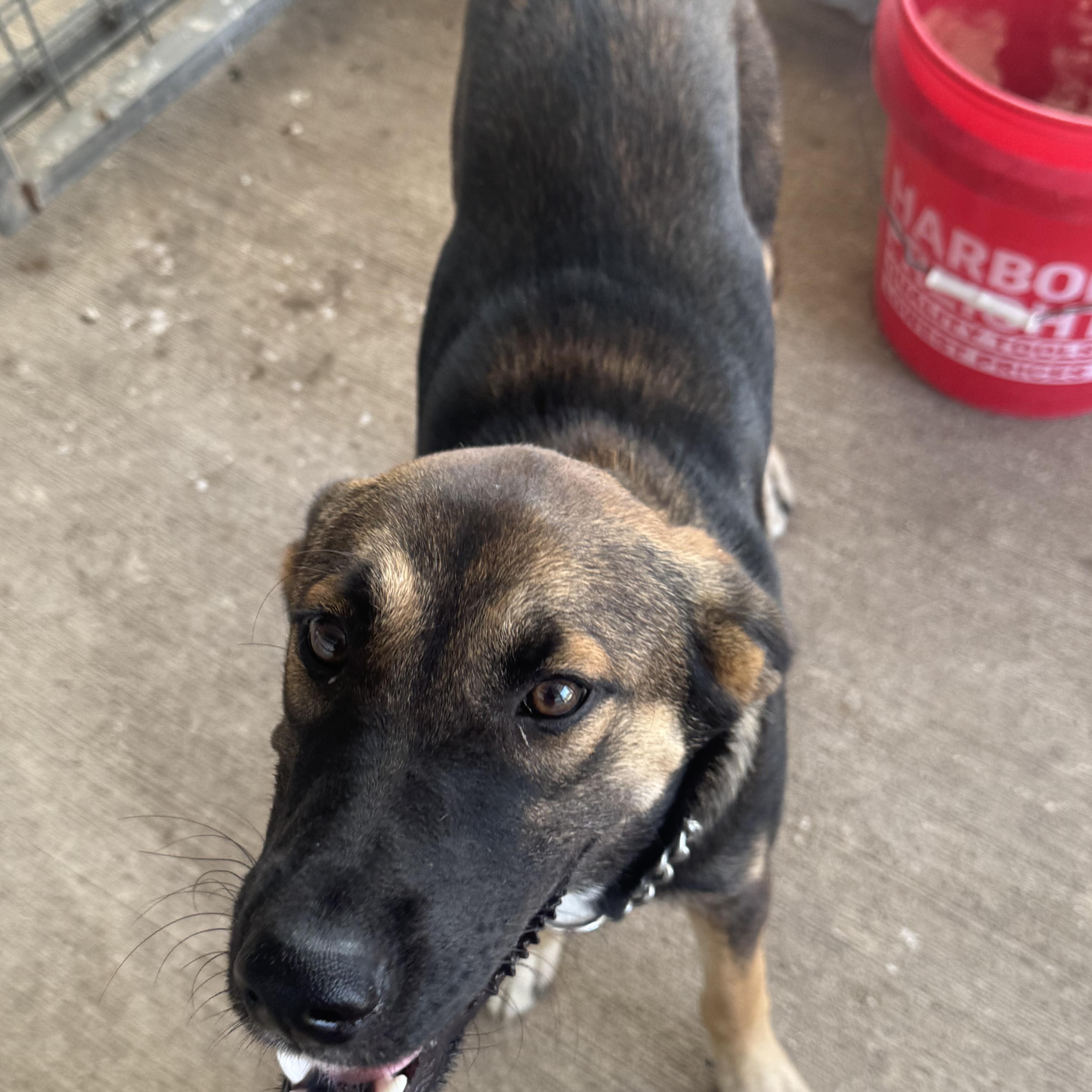 Enlarge Isla, a Adopted German Shepherd Dog in Willowbrook, IL image 5/6
