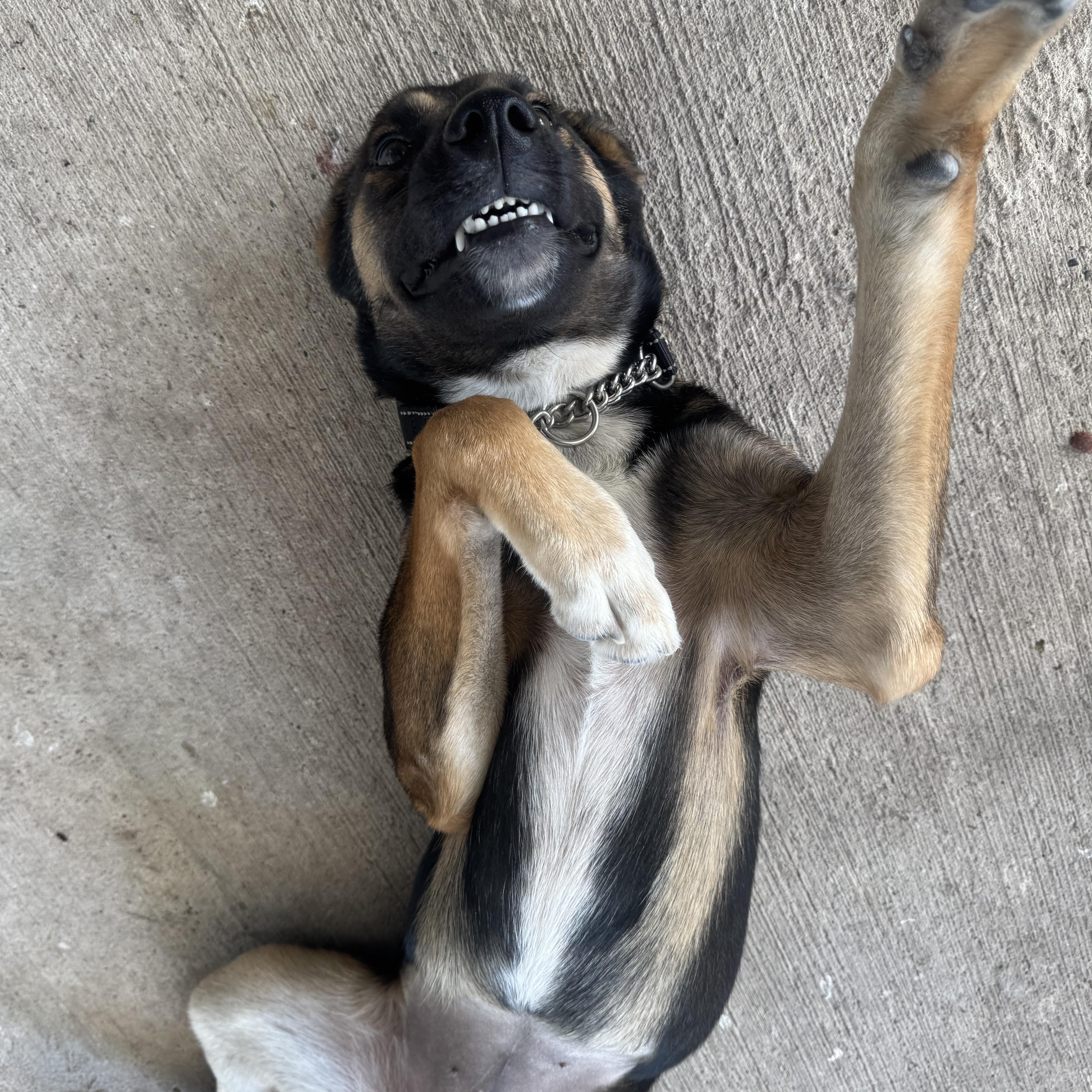 Enlarge Isla, a Adopted German Shepherd Dog in Willowbrook, IL image 2/6