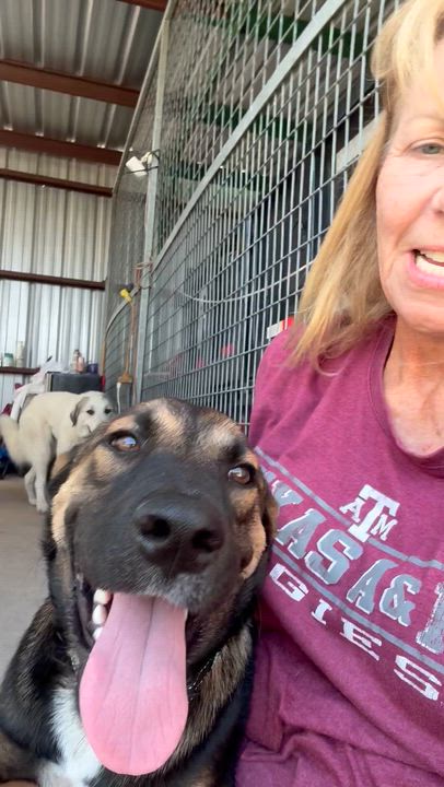 Enlarge Isla, a Adopted German Shepherd Dog in Willowbrook, IL video 6/6