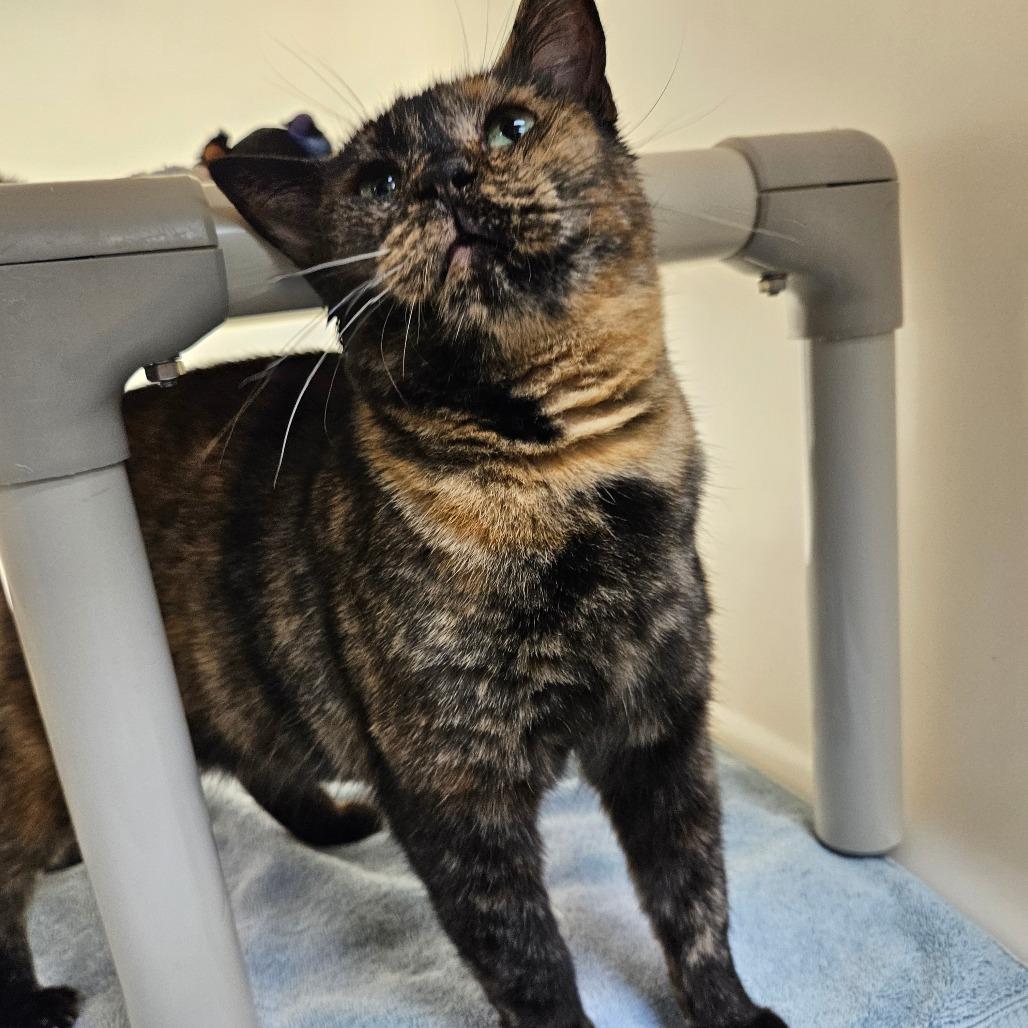 Gina, Adoptable, Adult Female Domestic Short Hair.
