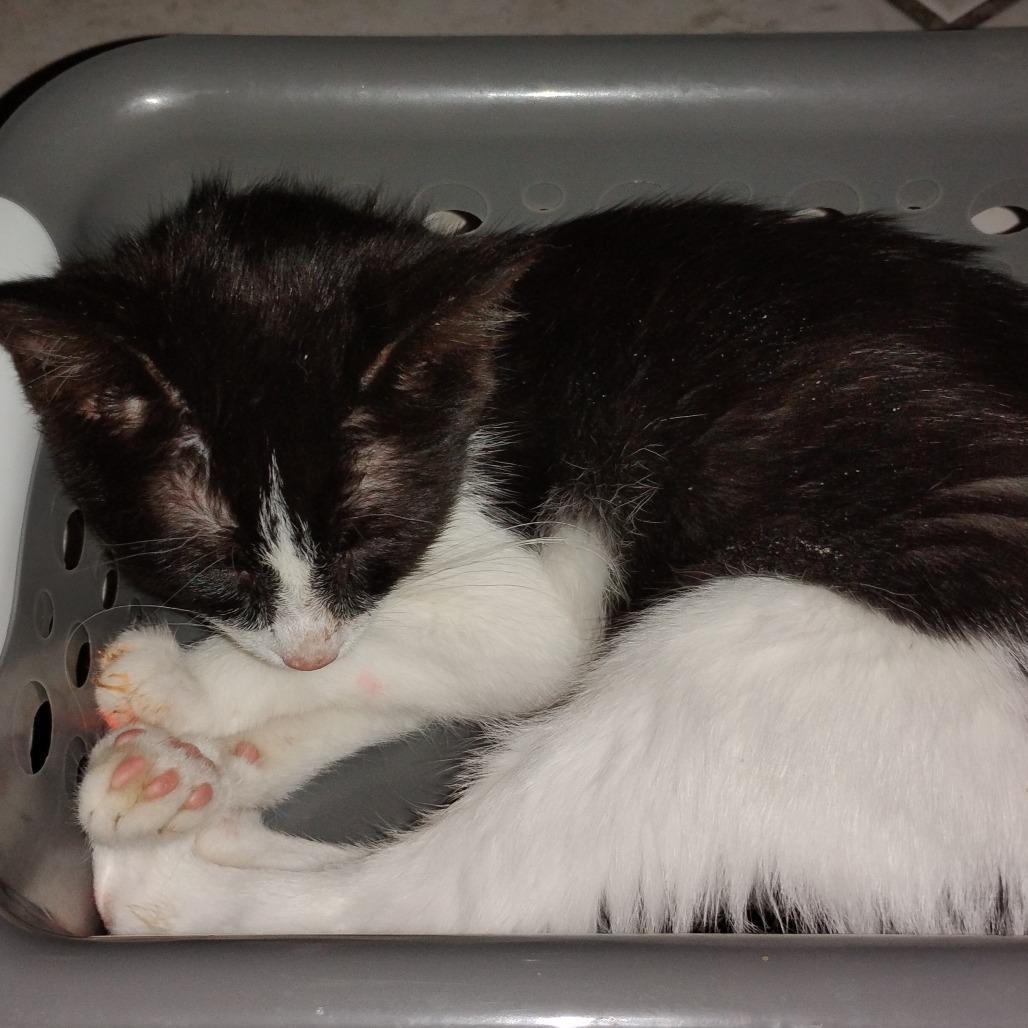 Enlarge Rocky road, a Adoptable Domestic Short Hair in Grantsville, UT image 1/2