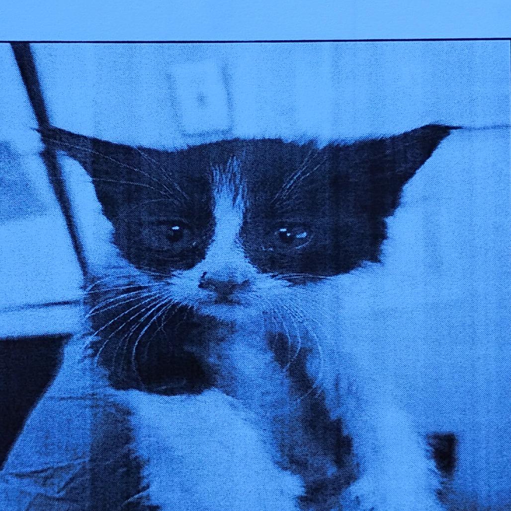Enlarge Rocky road, a Adoptable Domestic Short Hair in Grantsville, UT image 2/2