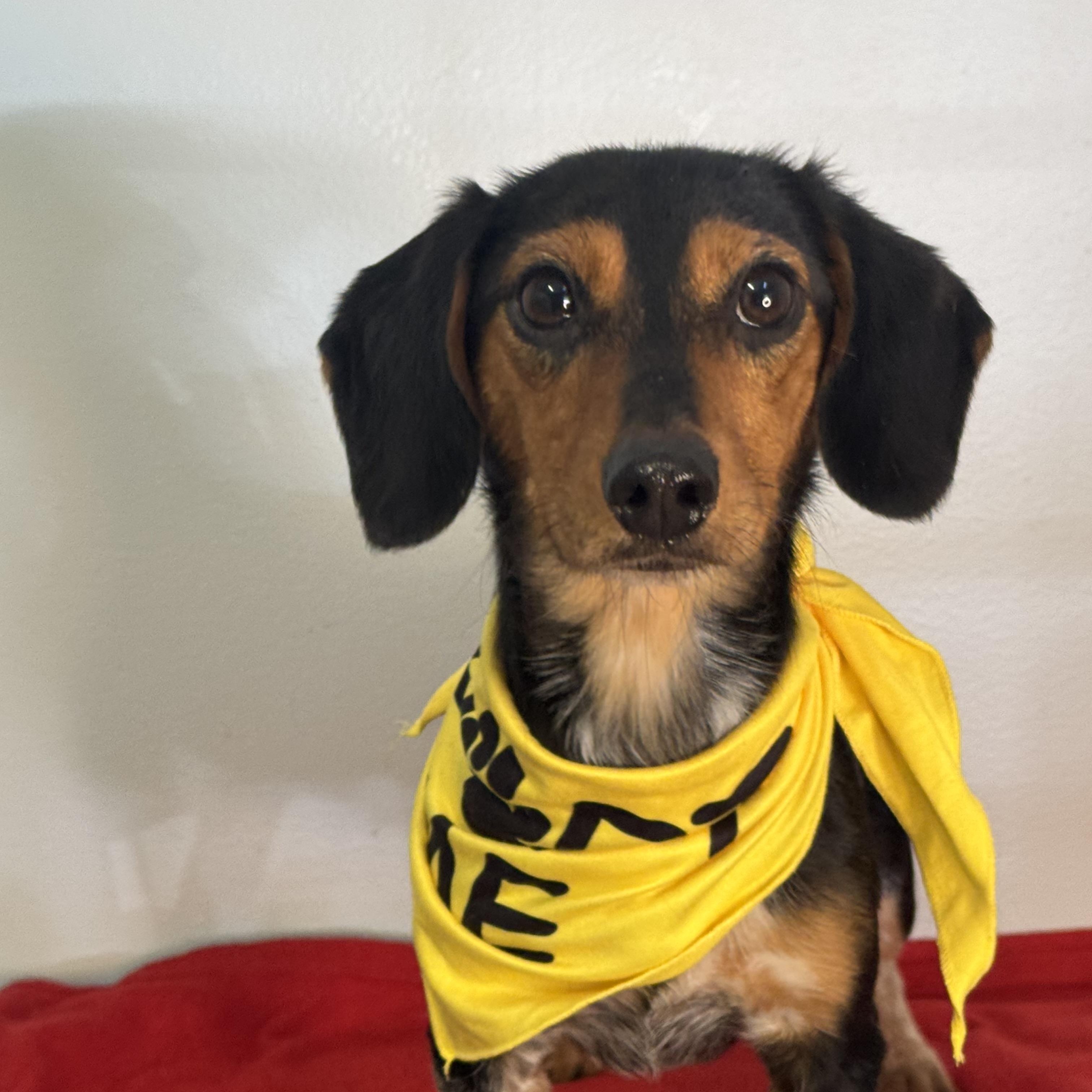 Salty Dog, a ADOPTABLE mixed breed in Richmond, VA image 4/6