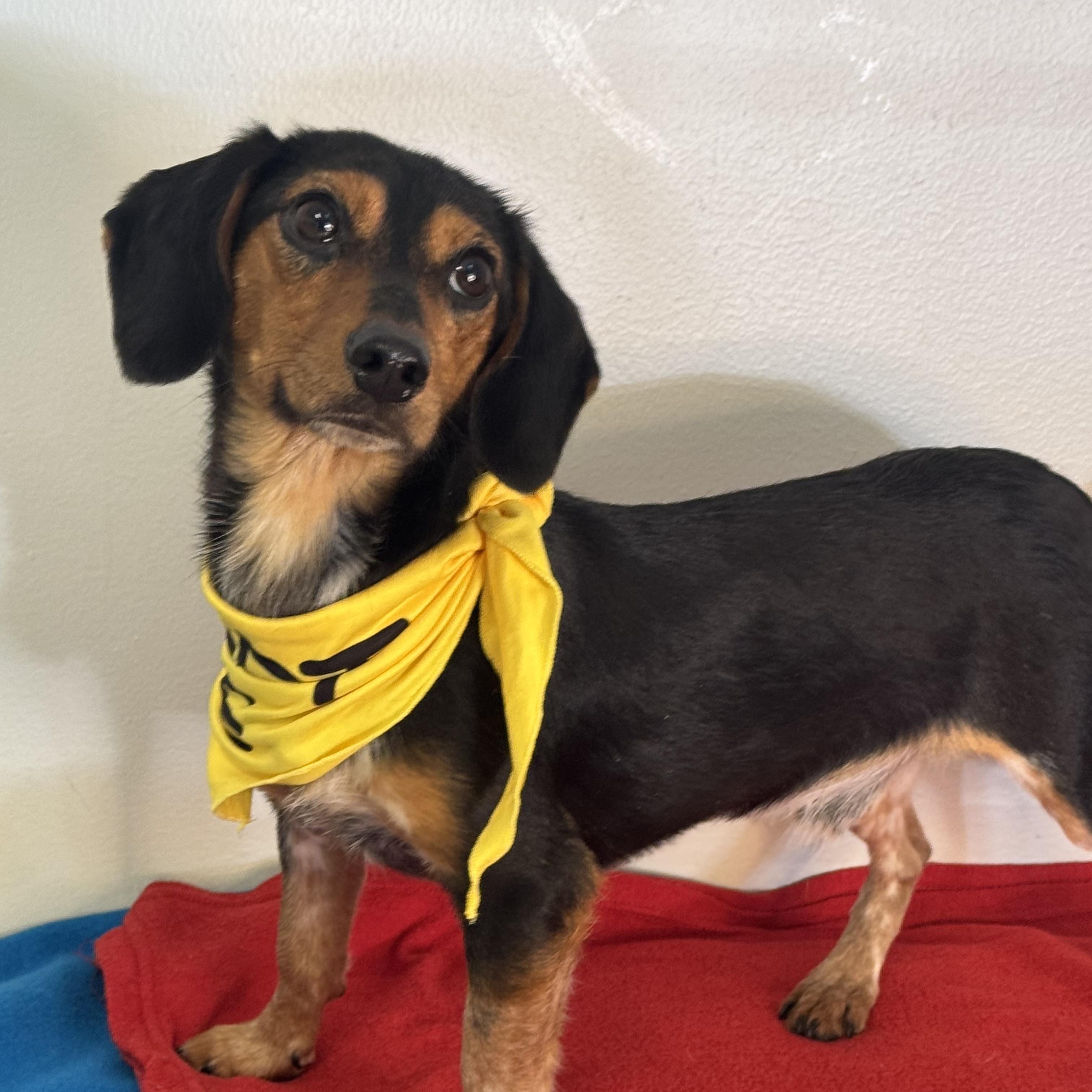 Salty Dog, a ADOPTABLE mixed breed in Richmond, VA image 2/6