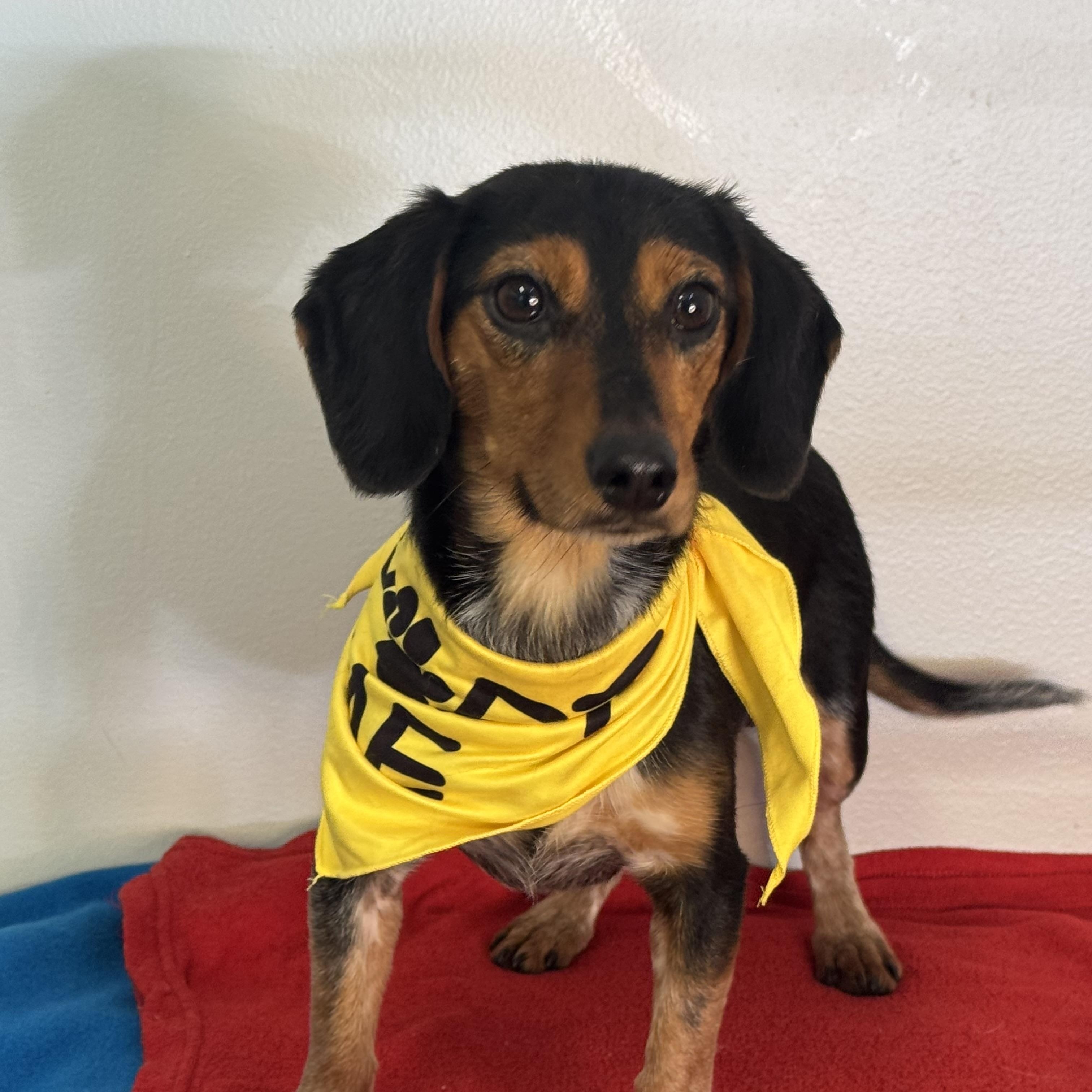 Salty Dog, ADOPTABLE, Young Male Dachshund.