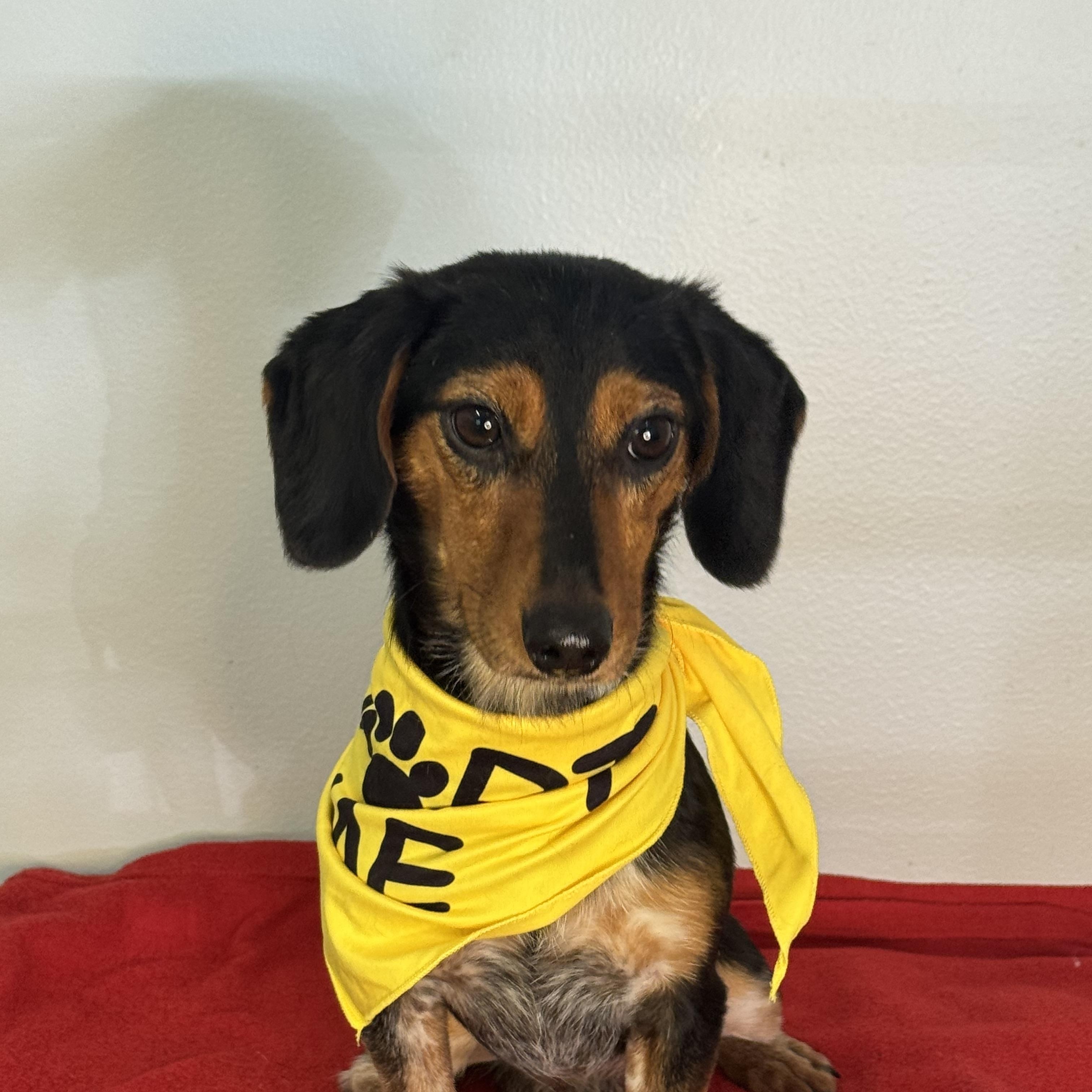 Salty Dog, a ADOPTABLE mixed breed in Richmond, VA image 6/6