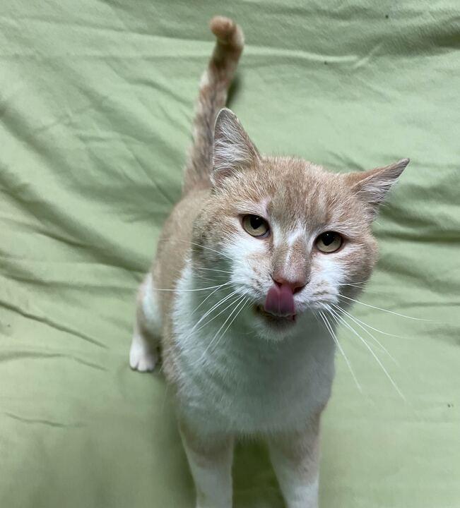 Enlarge Hank, an adopted Domestic Short Hair in Jackson, MI image 5/6