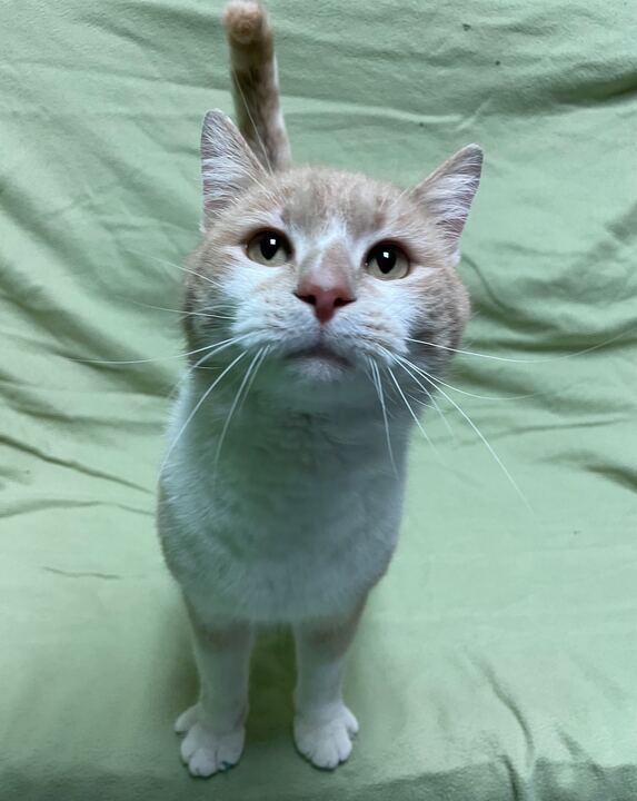 Enlarge Hank, an adopted Domestic Short Hair in Jackson, MI image 2/6