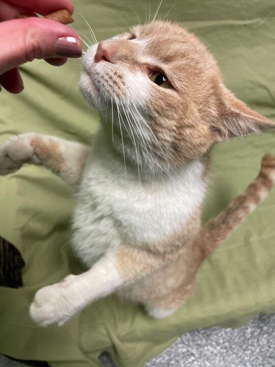 Enlarge Hank, an adopted Domestic Short Hair in Jackson, MI image 6/6