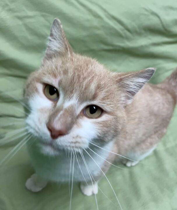 Enlarge Hank, an adopted Domestic Short Hair in Jackson, MI image 4/6