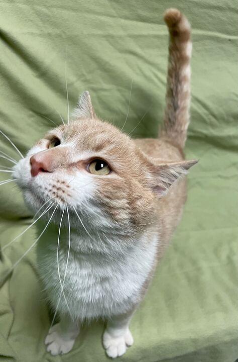 Enlarge Hank, an adopted Domestic Short Hair in Jackson, MI image 3/6