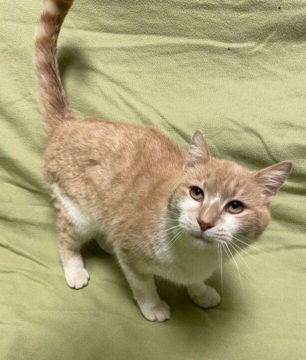 Enlarge Hank, an adopted Domestic Short Hair in Jackson, MI image 1/6