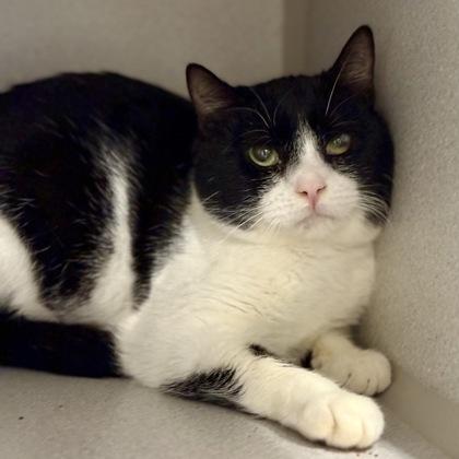 Enlarge *Gordo, a ADOPTABLE mixed breed in Red Bluff, CA image 6/6