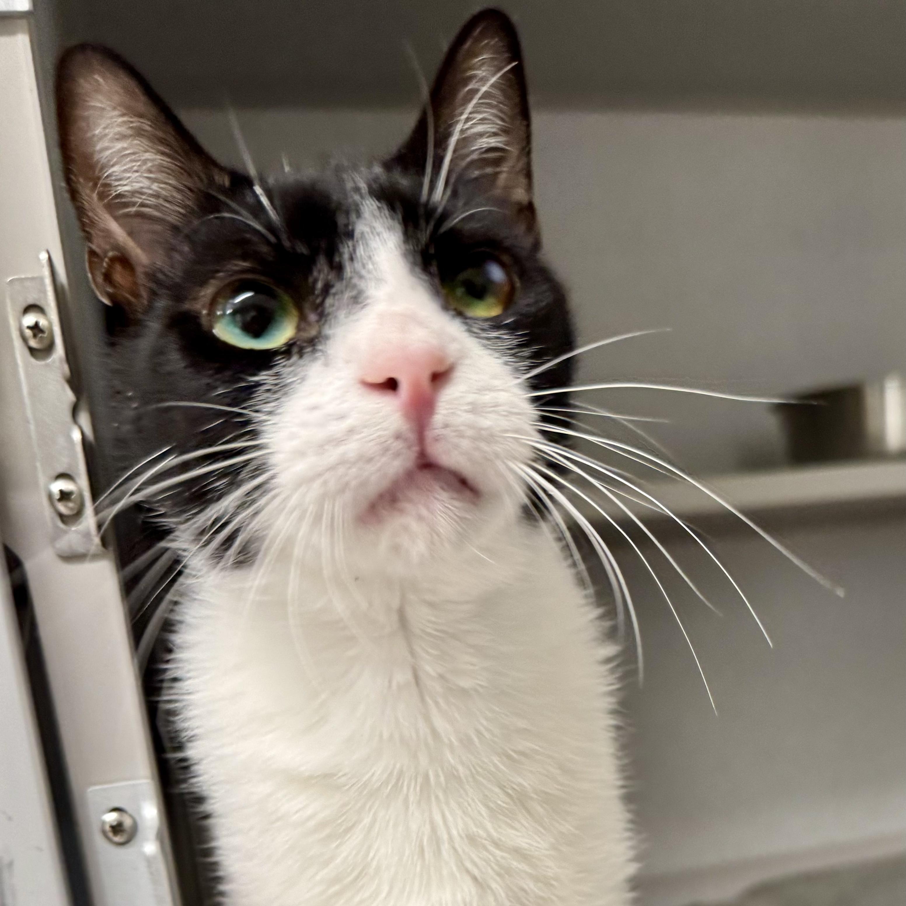 *Gordo, ADOPTABLE, Young Male Domestic Short Hair.