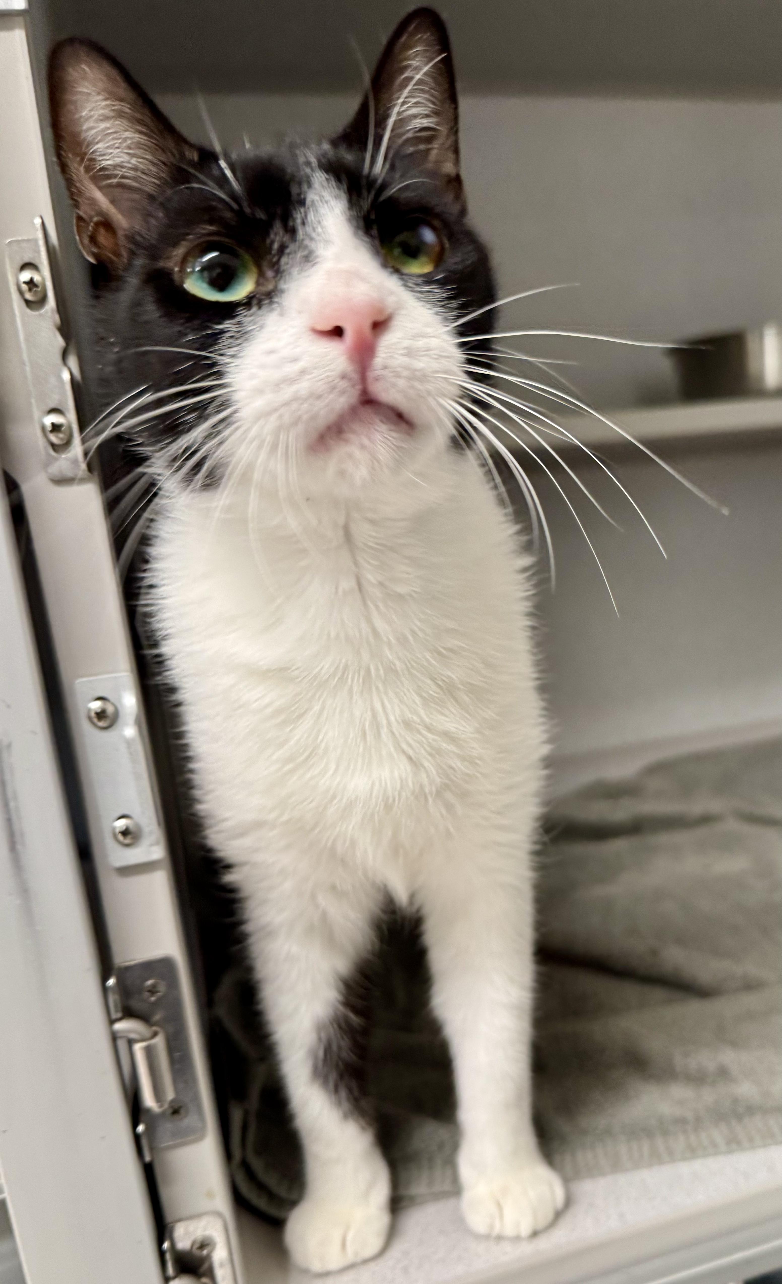 Enlarge *Gordo, a ADOPTABLE mixed breed in Red Bluff, CA image 3/6