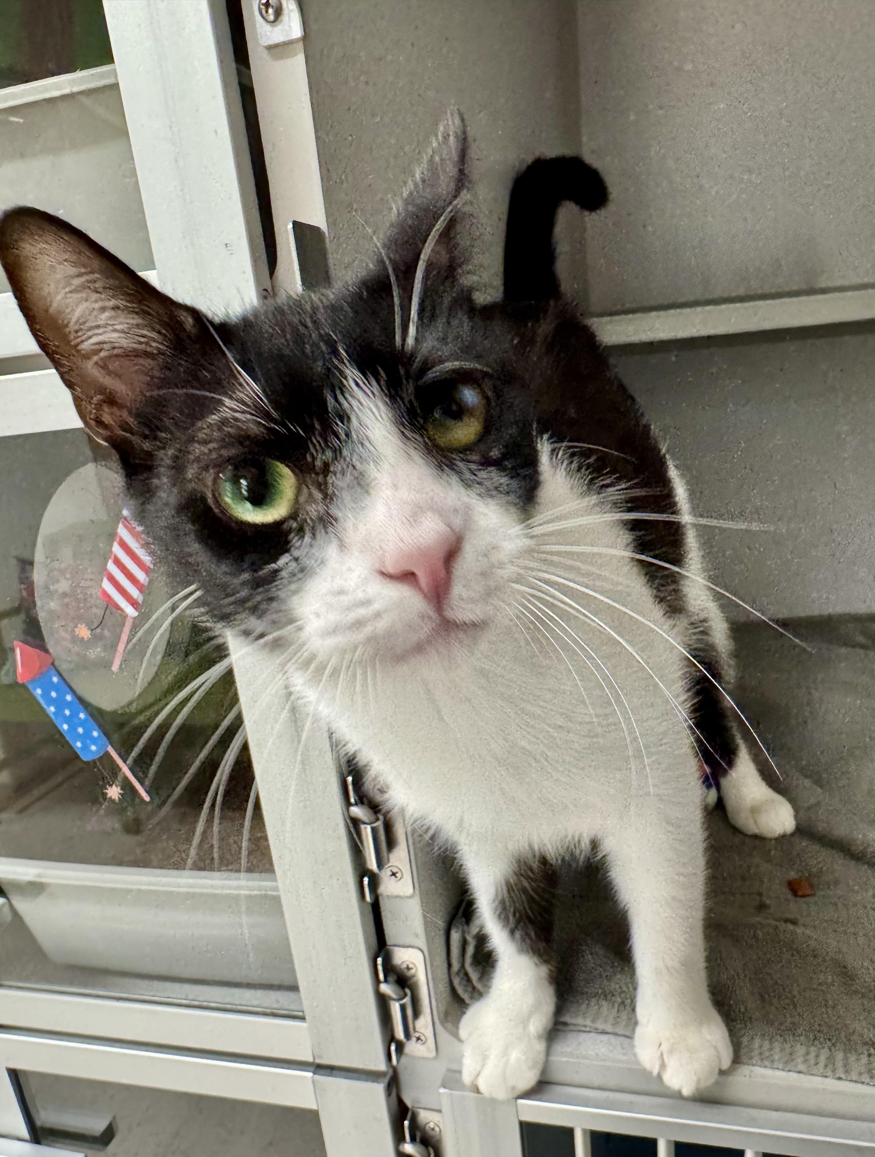 Enlarge *Gordo, a ADOPTABLE mixed breed in Red Bluff, CA image 2/6