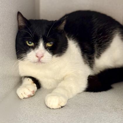 Enlarge *Gordo, a ADOPTABLE mixed breed in Red Bluff, CA image 5/6