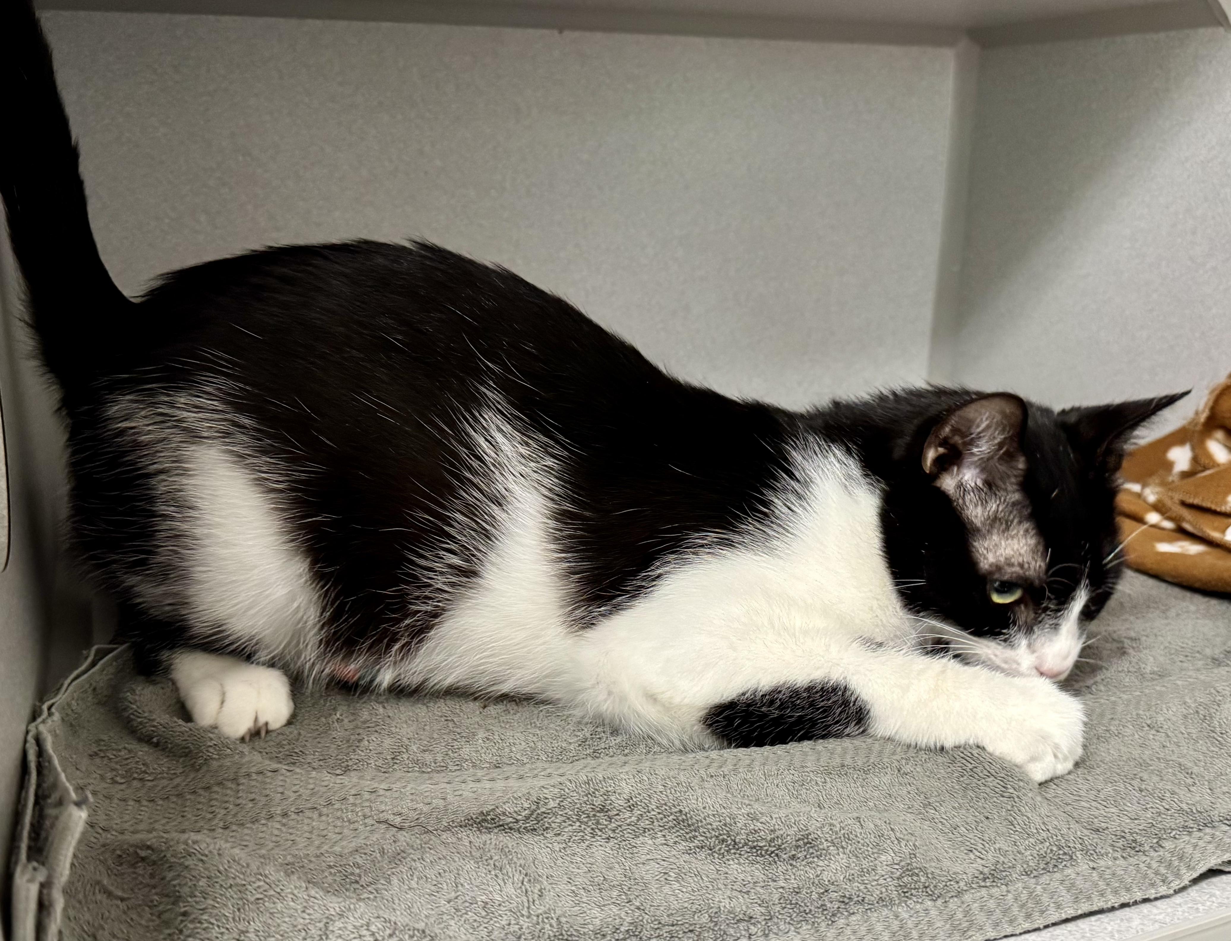 Enlarge *Gordo, a ADOPTABLE mixed breed in Red Bluff, CA image 4/6