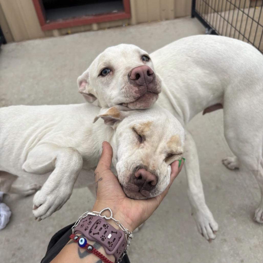Enlarge 639 (2026) Athena, a Adoptable mixed breed in Parker, CO image 1/6