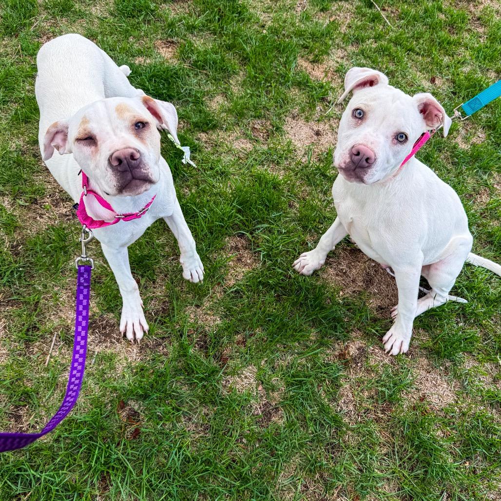 Enlarge 639 (2026) Athena, a Adoptable mixed breed in Parker, CO image 2/6