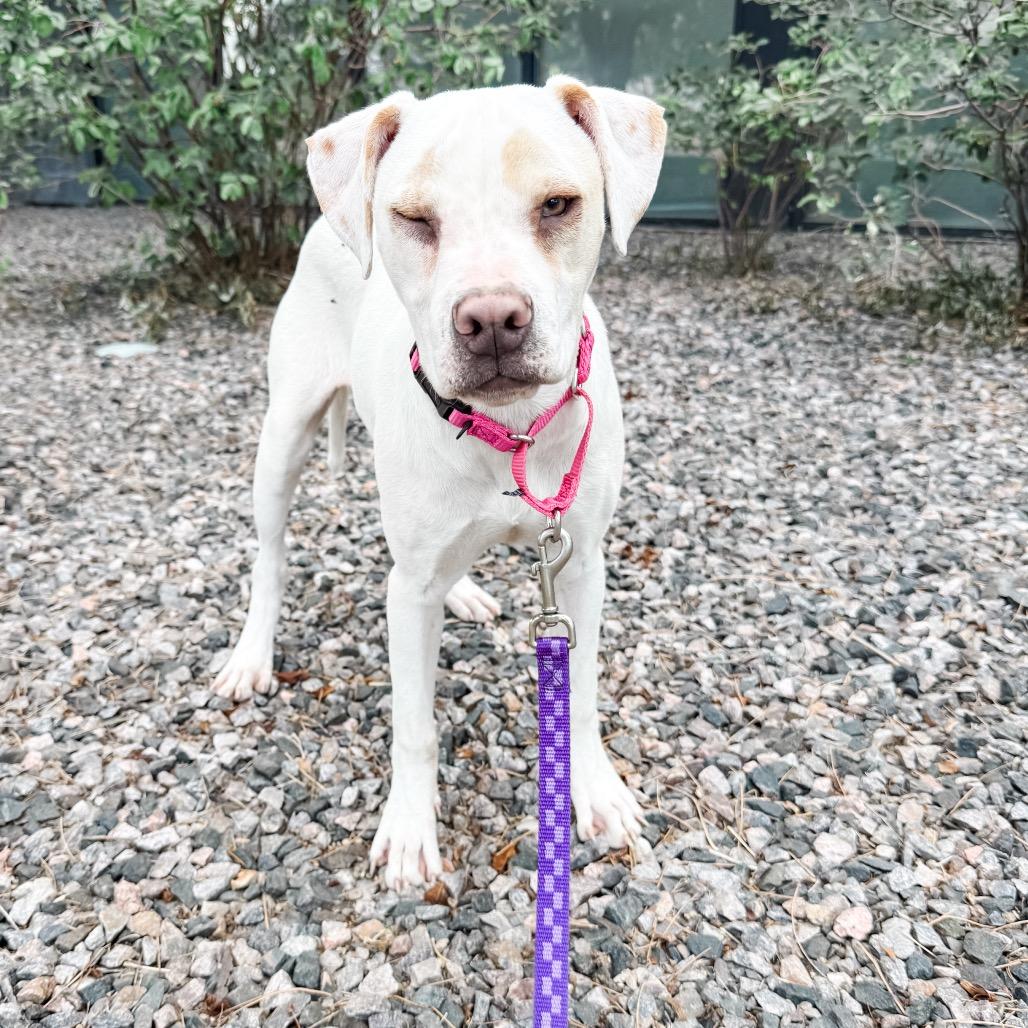 Enlarge 639 (2026) Athena, a Adoptable mixed breed in Parker, CO image 3/6