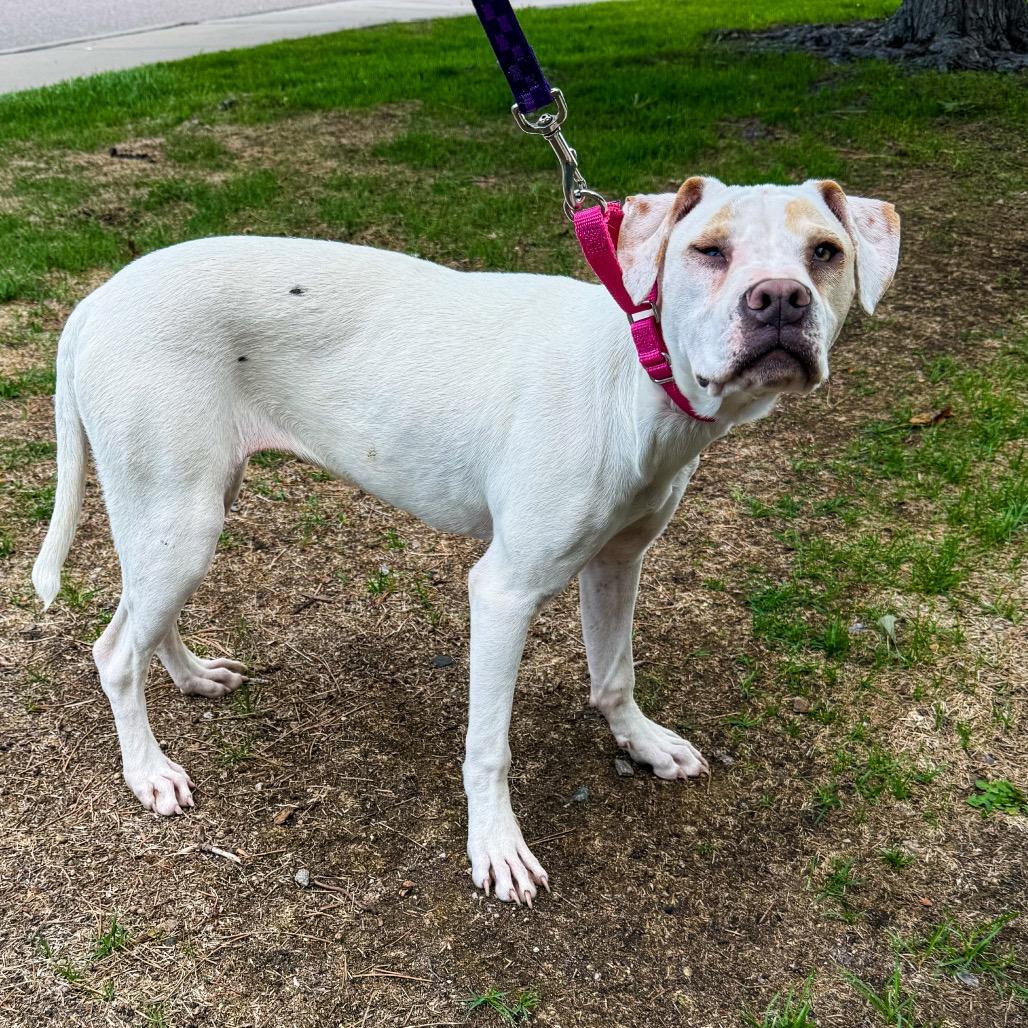 Enlarge 639 (2026) Athena, a Adoptable mixed breed in Parker, CO image 4/6