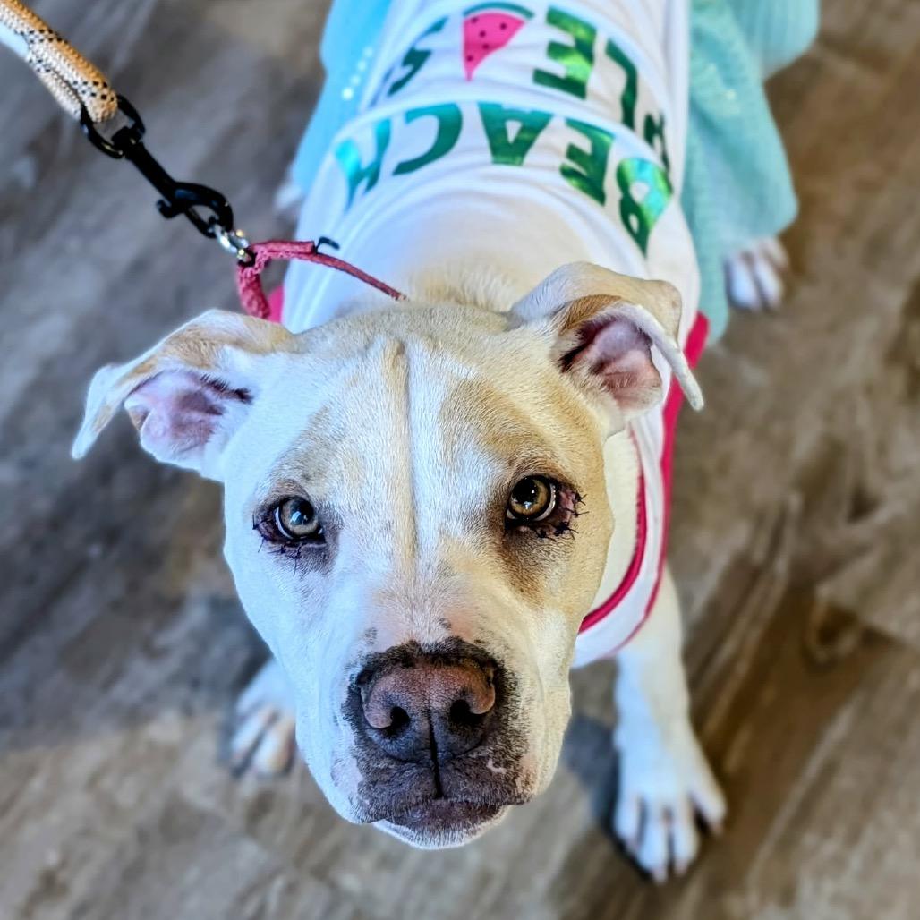 Enlarge 639 (2026) Athena, a Adoptable mixed breed in Parker, CO image 5/6