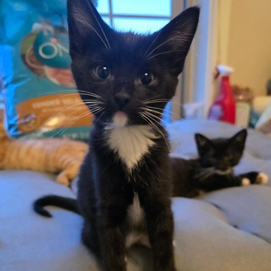 Clover, Adoptable, Kitten Female Domestic Short Hair.