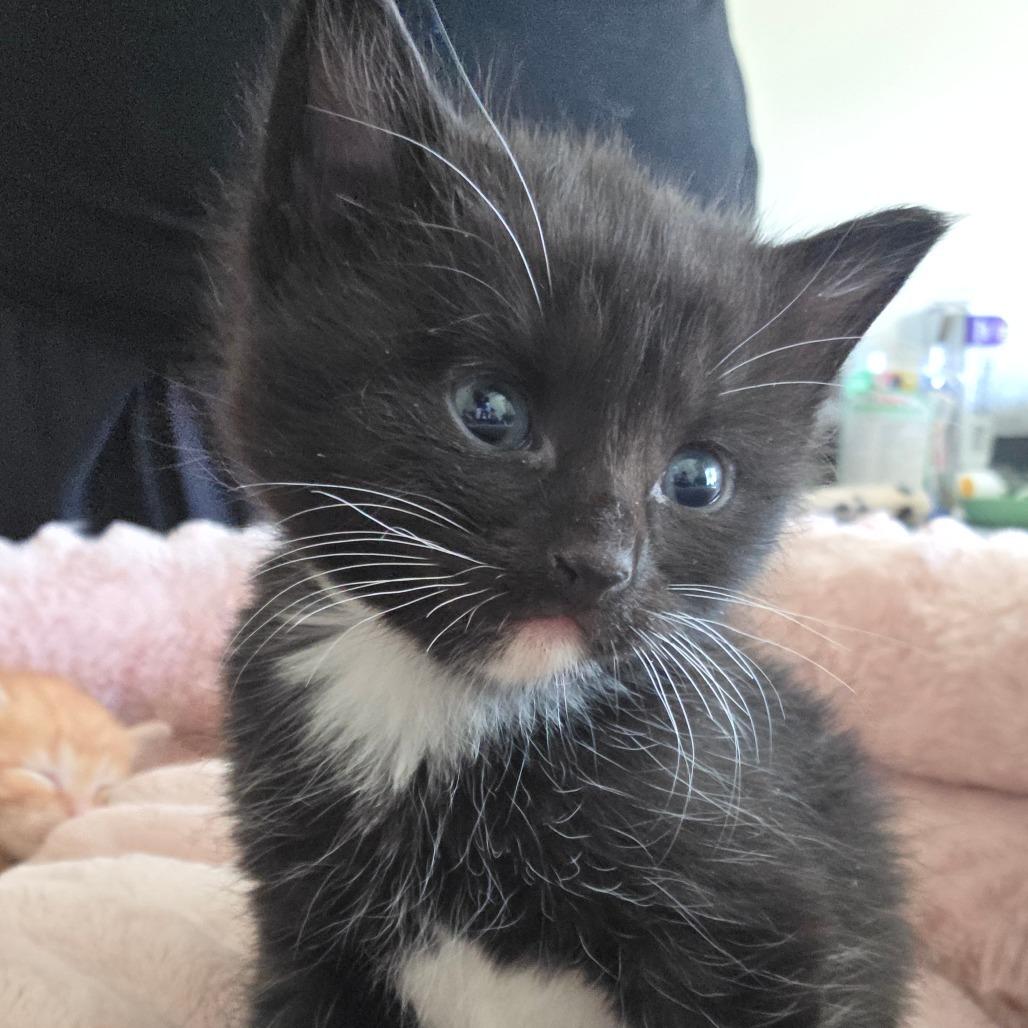 Enlarge Clover, a Adoptable Domestic Short Hair in Layton, UT image 4/6