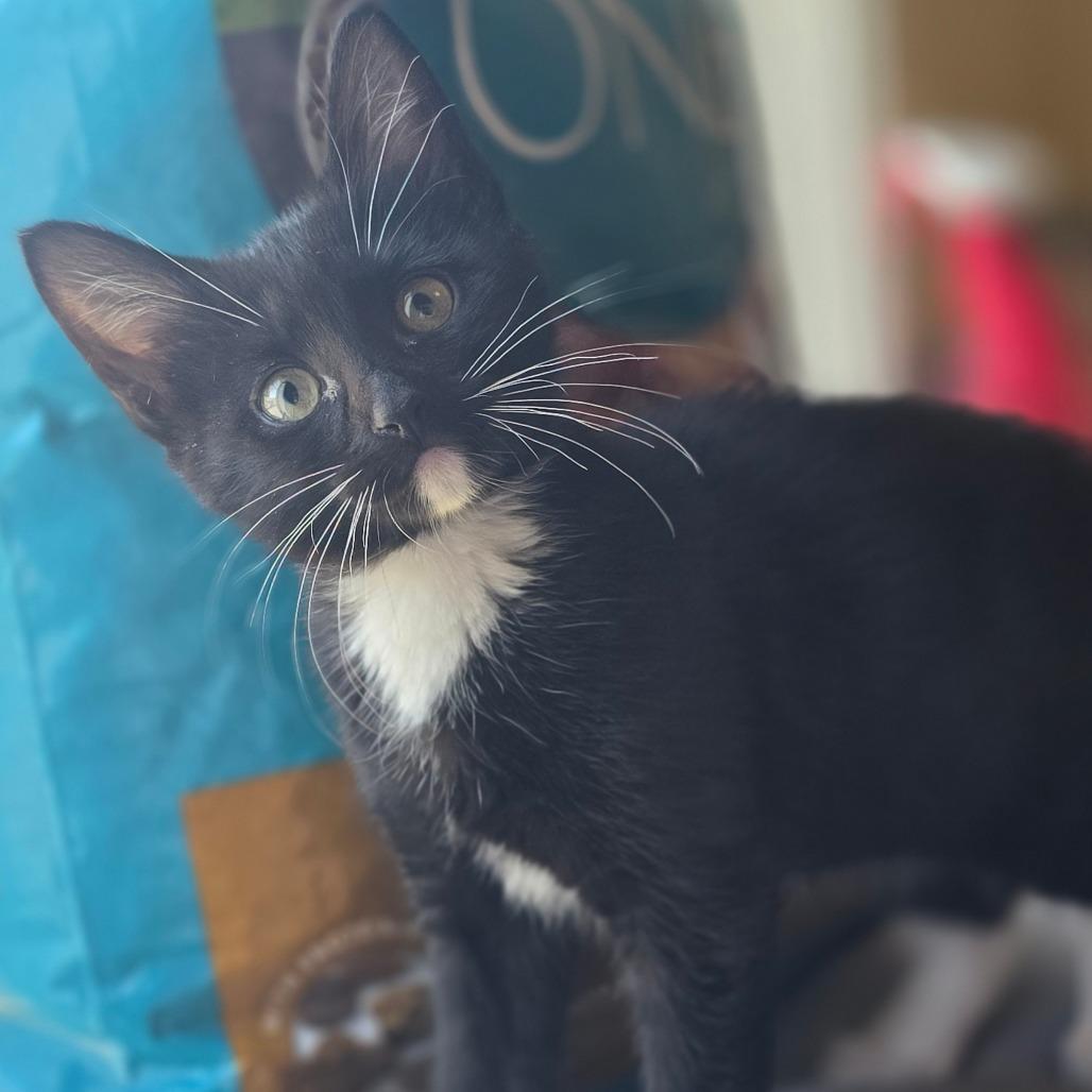 Enlarge Clover, a Adoptable Domestic Short Hair in Layton, UT image 5/6