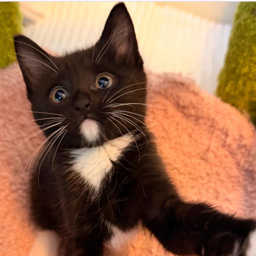 Enlarge Clover, a Adoptable Domestic Short Hair in Layton, UT image 6/6