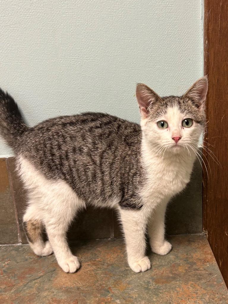 Enlarge Cindy, an adopted Domestic Short Hair in Columbus, NE image 1/1