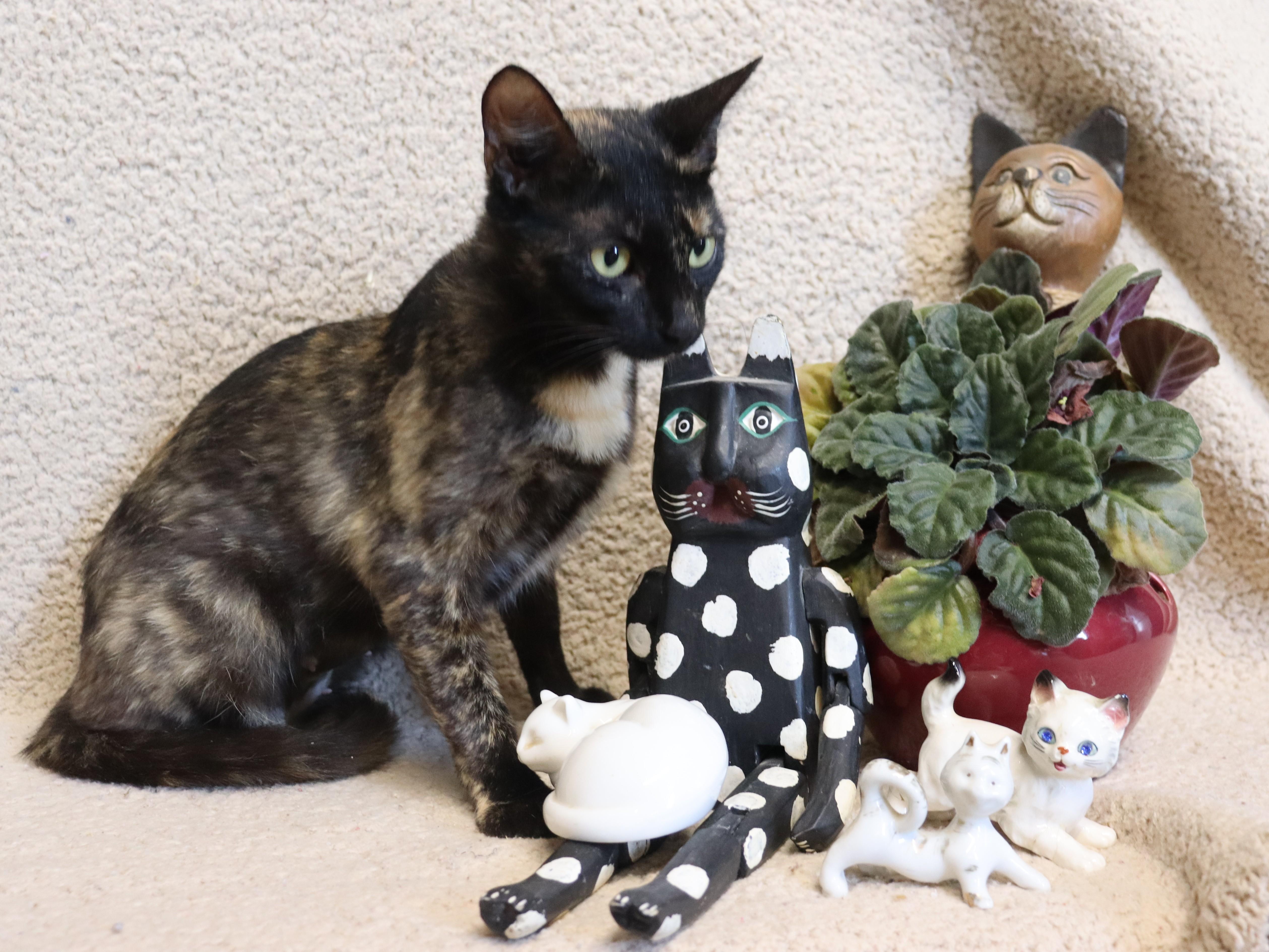 Enlarge Miney, a Adoptable Calico in Virginia Beach, VA image 4/5