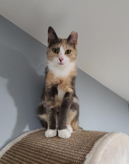 Beanz, Adoptable, Young Female Domestic Short Hair.