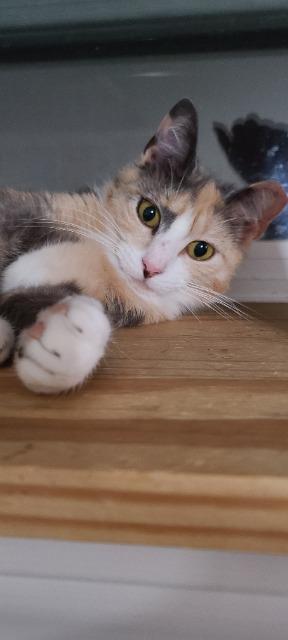 Enlarge Beanz, a Adoptable mixed breed in Pawtucket, RI image 2/5