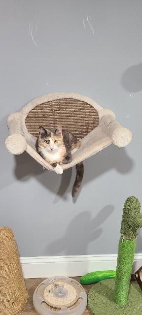 Enlarge Beanz, a Adoptable mixed breed in Pawtucket, RI image 4/5
