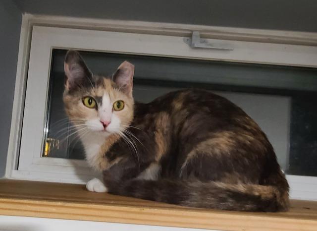 Enlarge Beanz, a Adoptable mixed breed in Pawtucket, RI image 5/5