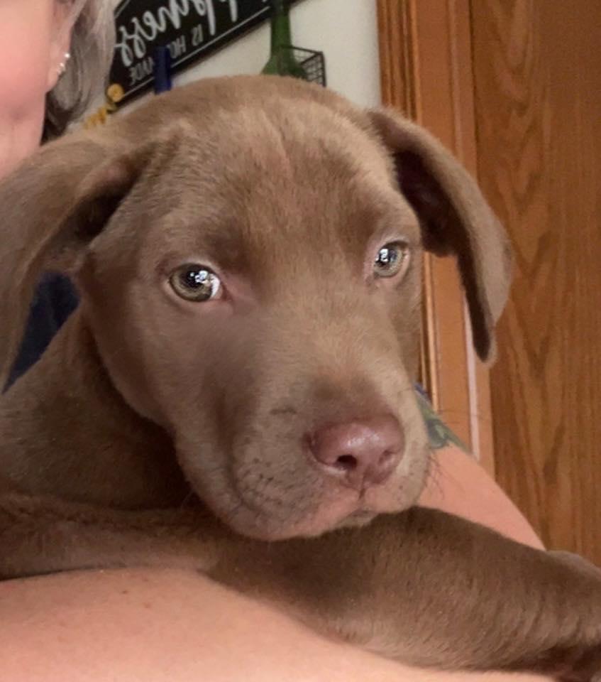 Enlarge Apollo, an adopted mixed breed in Clinton, WI image 1/3