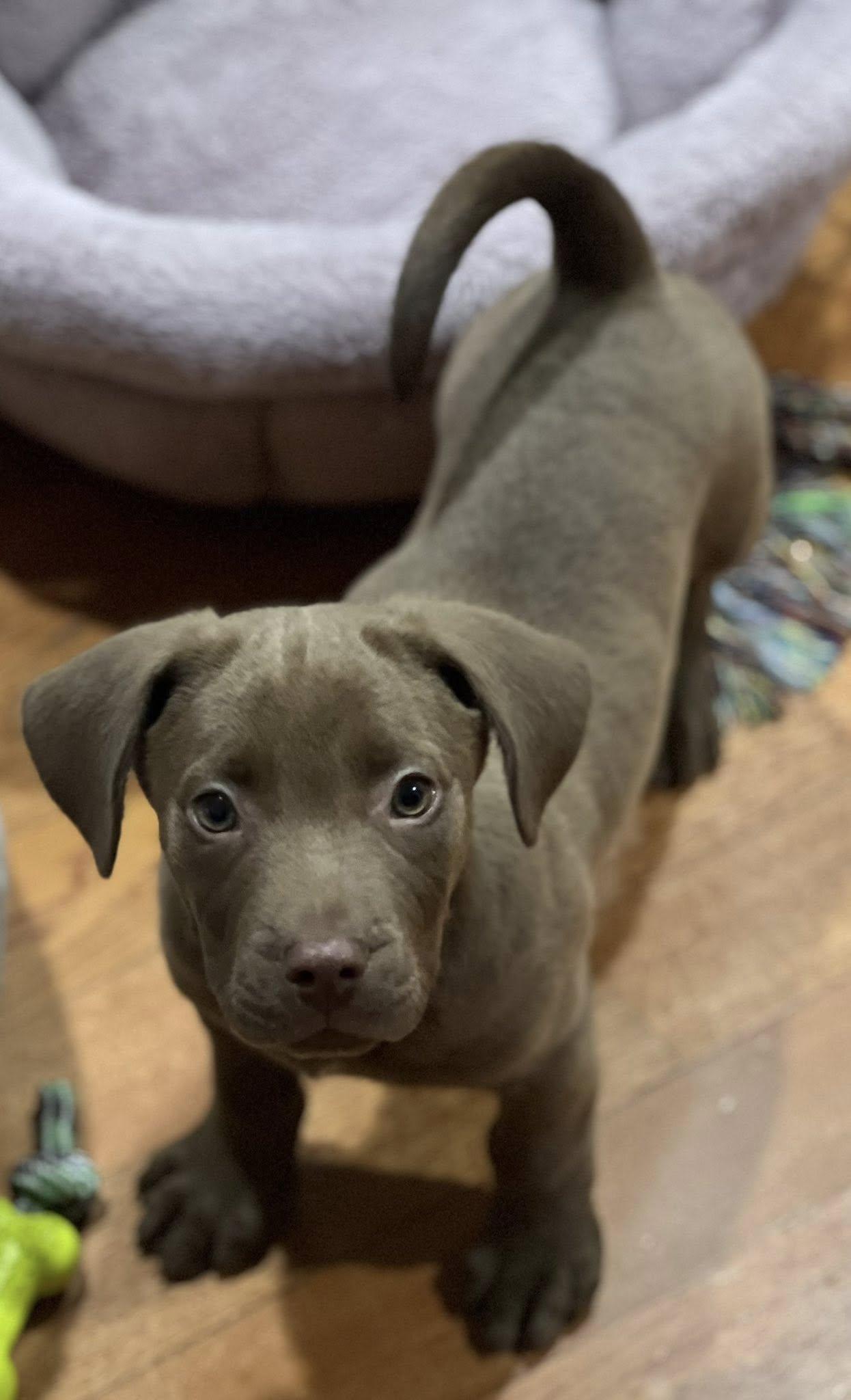 Enlarge Apollo, an adopted mixed breed in Clinton, WI image 3/3