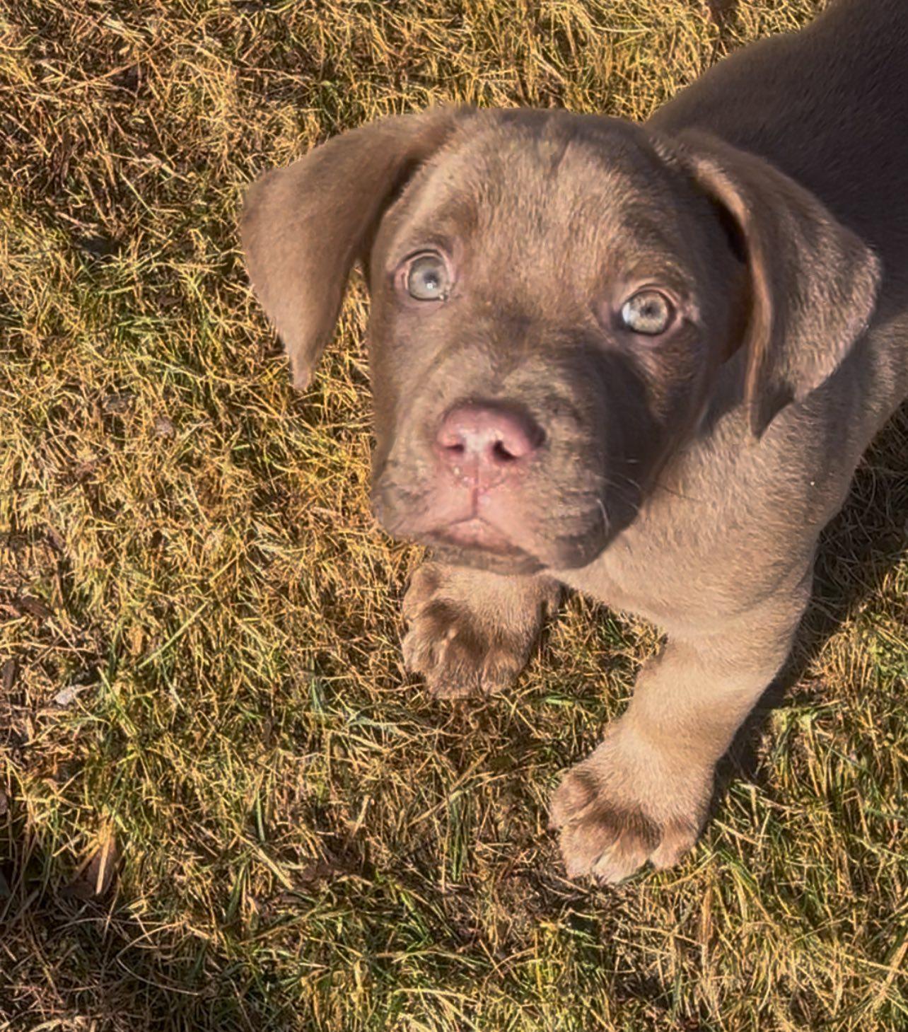 Enlarge Apollo, an adopted mixed breed in Clinton, WI image 2/3
