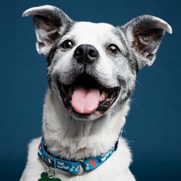 Gus, ADOPTABLE, Senior Male Boxer.