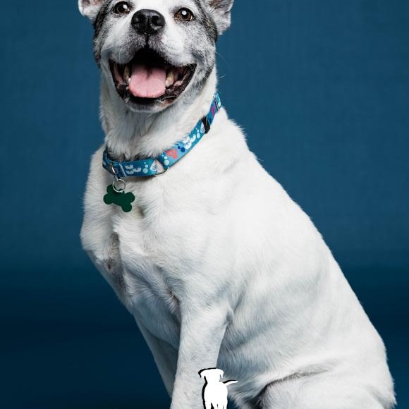 Enlarge Gus, a ADOPTABLE mixed breed in Toledo, OH image 4/4