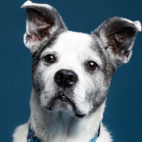 Enlarge Gus, a ADOPTABLE mixed breed in Toledo, OH image 3/4