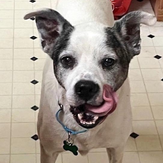 Enlarge Gus, a ADOPTABLE mixed breed in Toledo, OH image 2/4
