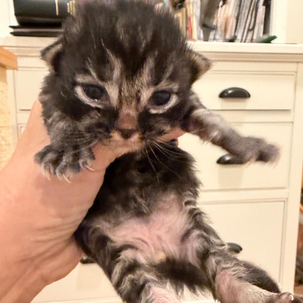 Kabob, Adoptable, Kitten Male Domestic Short Hair.