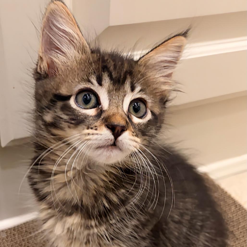 Kabob, a Adoptable Domestic Short Hair in Ashland, OR image 2/3