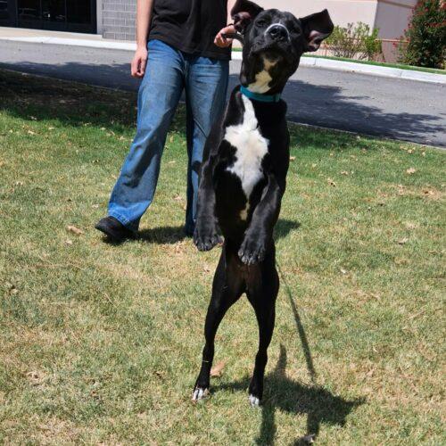 Teeter, Adoptable, Puppy Male Pit Bull Terrier & Black Labrador Retriever.