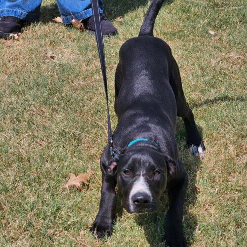 Enlarge Teeter, a Adoptable mixed breed in Broken Arrow, OK image 2/6