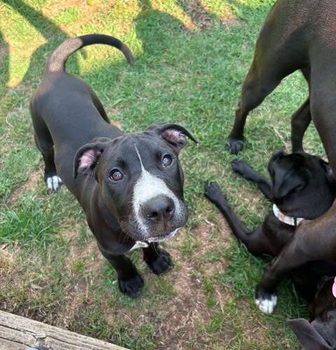 Enlarge Teeter, a Adoptable mixed breed in Broken Arrow, OK image 3/6
