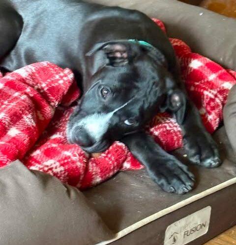 Enlarge Teeter, a Adoptable mixed breed in Broken Arrow, OK image 4/6